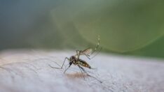 Arjantin’de 40 kişi dang hummasından öldü