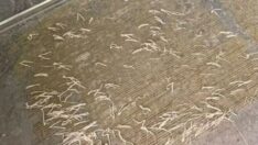 Banyo zemininde gördü, paniğe kapıldı