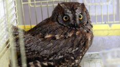 Bitkin bulunan İshak kuşu tedavi altına alındı