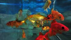 Bursa’nın içme suyunu akvaryumdaki balıklar test ediyor