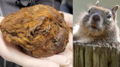 Buz Devri’nde uyuyakaldı, 30 bin yıl sonra bulundu