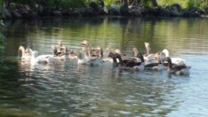 Çıldır Gölü kuş cennetine döndü