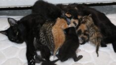 Deprem bölgesinden getirilen yavruların süt annesi oldu 