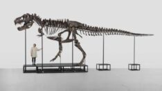 Dev T-Rex iskeleti rekor fiyata alıcı buldu