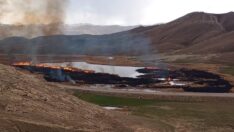 Dikkuyruk ördeklerinin üreme alanı yandı