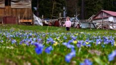 Düzce yaylaları bahar renklerine büründü