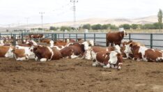 ‘Et fiyatları bu politikayla düşmez”‘