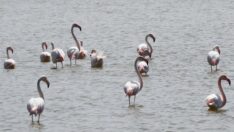 Flamingolar Tuz Gölü’ndeki evlerine geldi