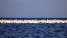 Flamingoların ilk kafilesi Van Gölü’ne geldi