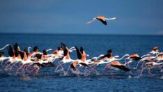 Flamingoların ilk kafilesi Van Gölü’ne geldi