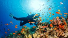 Galapagos Adaları’nda el değmemiş mercan resifi keşfedildi