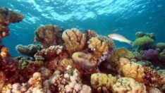 Galapagos Adaları’nda mercan resifi keşfedildi