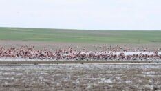 Gelingüllü Barajı flamingoların yaşam alanı oldu