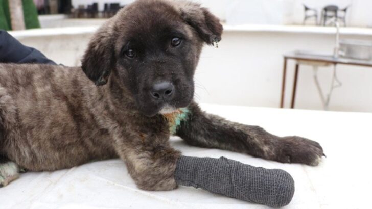 Günlerce işkence gören ‘Mucize’ köpek artık güvende