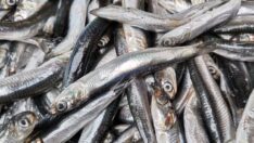 ‘Hamsiyi vatandaş değil somon yedi’