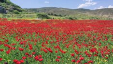 Hatay’da tarlalar kırmızıya büründü