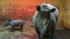 Hayvanat bahçesinde 44 yıl sonra doğan ilk gergedan