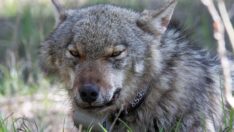 İnsan-kurt çatışması artıyor