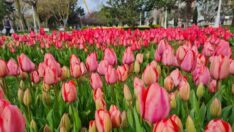 İstanbul için lale vakti