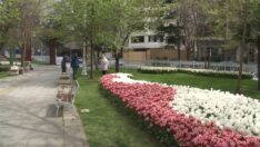İstanbul’da lale şöleni: 70 çeşit lale dikildi