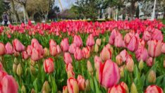 İstanbul’un tarihi noktalarında laleler açtı