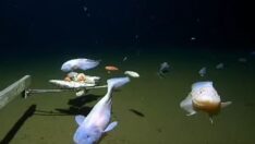 Japonya’da yeni bir rekor… En derinde gözlemlenen balık