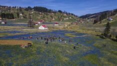 Kadıralak Yaylası’nda mavi zakkumlar çiçek açtı