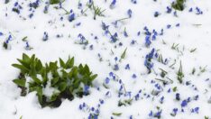 Kadıralak Yaylası’nın mavi yıldızları kar altında kaldı