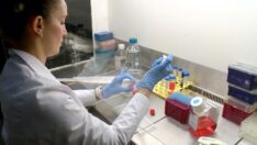 Kanseri can evinden vuracak çalışma: Tedaviyi önce laboratuvarda deniyorlar