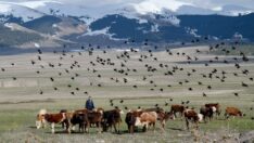 Kars’a bahar geldi, hayvanlar meralara kavuştu