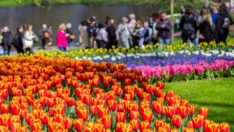 Keukenhof kapılarını ziyaretçilere açtı