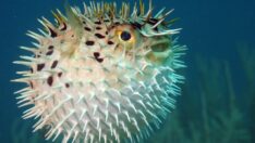 Kirpi balığı, çiftin sonu oldu: Kadın öldü, kocası yoğun bakımda