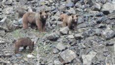 Kış uykusundan uyanan bozayıları yiyecek ararken görüntülendi