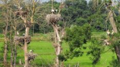 Kızılırmak Deltası Kuş Cenneti leyleklerle şenlendi