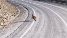 Köy yolunda yiyecek arayan yavru ayı kamerada