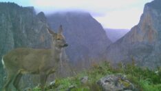 Küre Dağları Milli Parkı’ndaki yaban hayatı görüntülendi