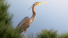 Kuş göçünde 3 günde 130 tür görüntülendi