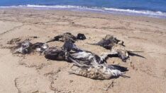 Kuşadası’nda yelkovan kuşları ölü bulundu