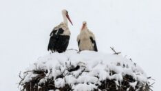 Leyleklere kar sürprizi