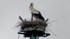 Leyleklere özel ‘enerjisiz yuva’