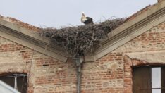 Mahallelinin yolunu gözlediği Sadık leylek yuvasına geldi