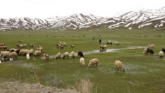 Meralar koyun sürüleriyle şenlendi