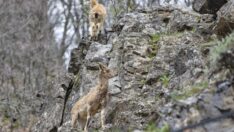 Munzur Vadisi’nde yaban hayatı
