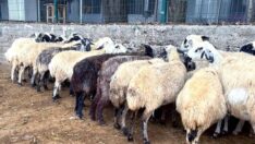 Nebati’nin koyun açıklamasına üreticilerden sert tepki