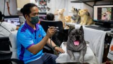 Ölen köpeklerinin yasını tutanlara özel hizmet: Kopyasını yapıyorlar