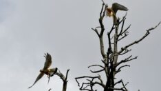 Sarıkamış göçmen kuşları ağırlamaya başladı