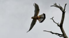 Sarıkamış göçmen kuşları ağırlamaya başladı