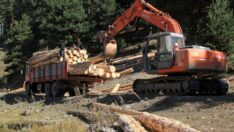 Sarıkamış ormanları için çağrı