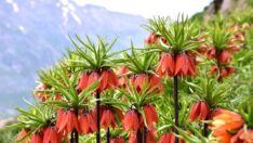 Siirt’te ters laleyi koparanlara 244 bin 315 lira ceza kesilecek