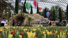 Singapur’da ilk kez Türkiye Büyükelçiliğinin işbirliğiyle “Tulipmania” lale sergisi açıldı